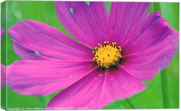 Pink and purple flower Canvas Print by Fiona Williams