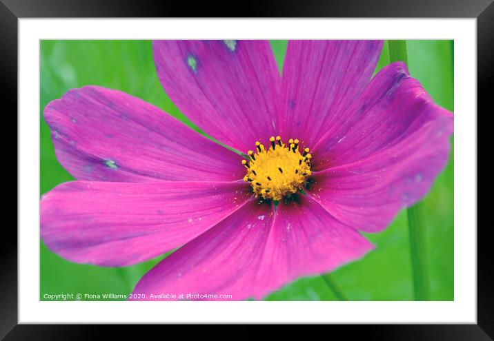 Pink and purple flower Framed Mounted Print by Fiona Williams