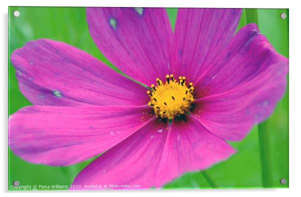 Pink and purple flower Acrylic by Fiona Williams