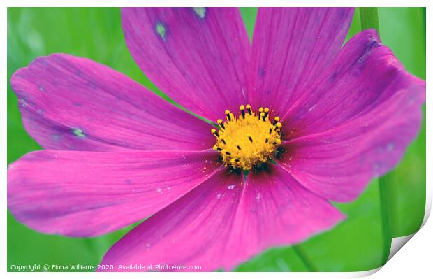 Pink and purple flower Print by Fiona Williams