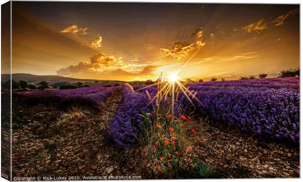 sunrise over lavender fields luberon provence france Canvas Print by Nick Lukey