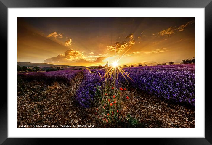 sunrise over lavender fields luberon provence france Framed Mounted Print by Nick Lukey