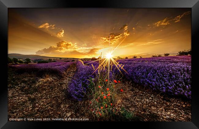 sunrise over lavender fields luberon provence france Framed Print by Nick Lukey