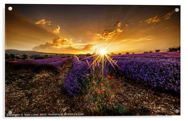 sunrise over lavender fields luberon provence france Acrylic by Nick Lukey