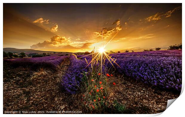 sunrise over lavender fields luberon provence france Print by Nick Lukey
