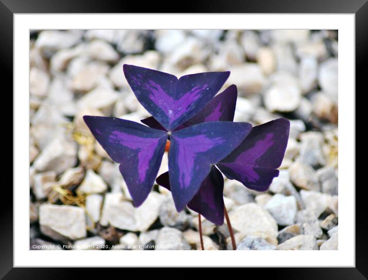 Purple Oxalis Flower Framed Mounted Print by Fiona Williams