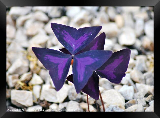 Purple Oxalis Flower Framed Print by Fiona Williams