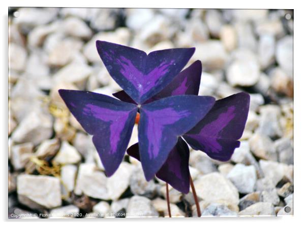 Purple Oxalis Flower Acrylic by Fiona Williams