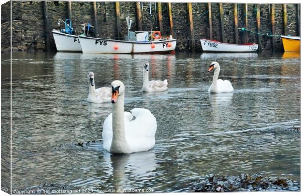 Swans On The Looe River. Canvas Print by Neil Mottershead