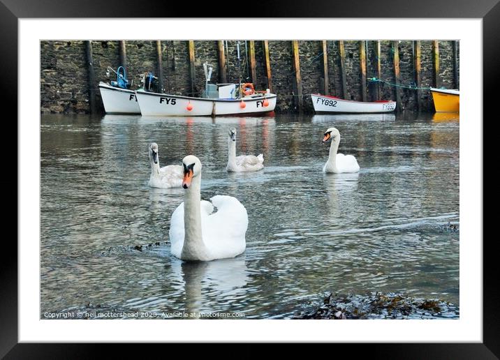 Swans On The Looe River. Framed Mounted Print by Neil Mottershead