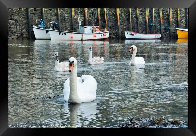 Swans On The Looe River. Framed Print by Neil Mottershead