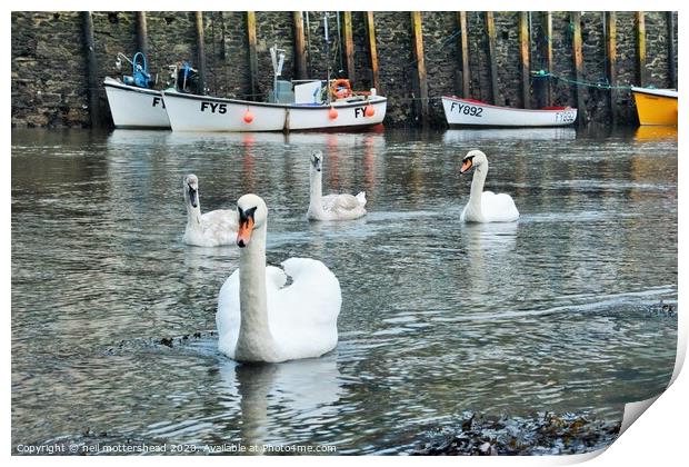 Swans On The Looe River. Print by Neil Mottershead