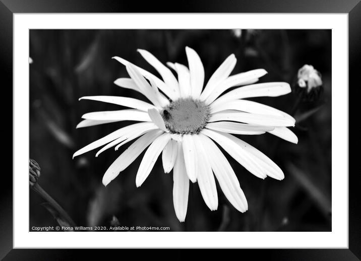 Black and White Daisy Framed Mounted Print by Fiona Williams