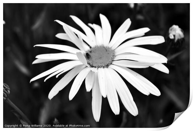Black and White Daisy Print by Fiona Williams