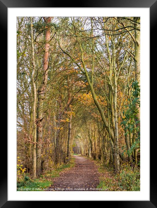 Autumn Avenue Framed Mounted Print by Peter Anthony Rollings