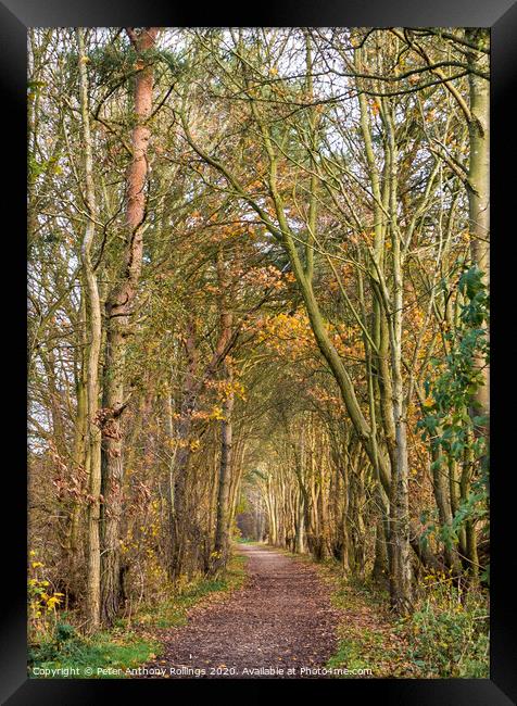 Autumn Avenue Framed Print by Peter Anthony Rollings