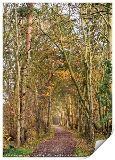 Autumn Avenue Print by Peter Anthony Rollings
