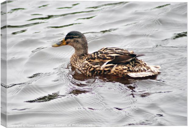 Brown duck on the water Canvas Print by Fiona Williams