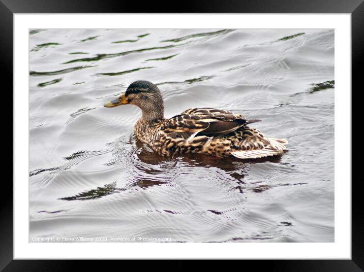 Brown duck on the water Framed Mounted Print by Fiona Williams