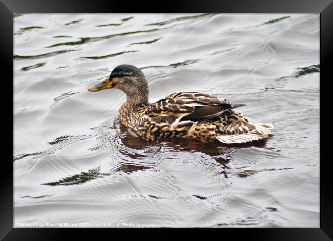 Brown duck on the water Framed Print by Fiona Williams