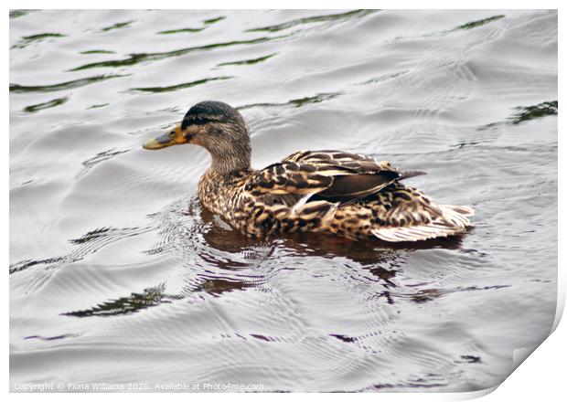 Brown duck on the water Print by Fiona Williams