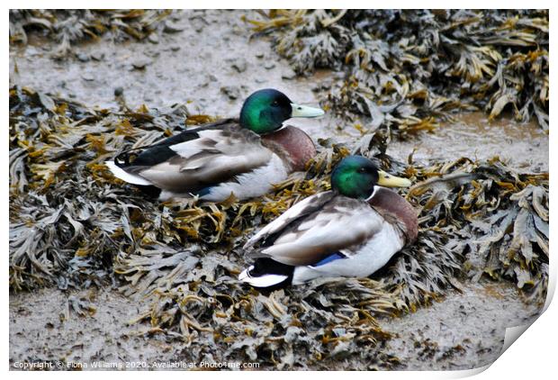 Two Mallard Ducks on some seaweed Print by Fiona Williams