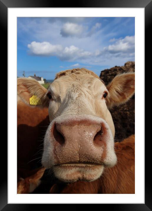 Howick Northumberland cow Framed Mounted Print by David Thompson