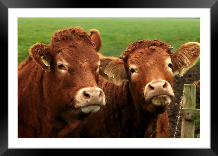 Howick Cows Northumberland  Framed Mounted Print by David Thompson