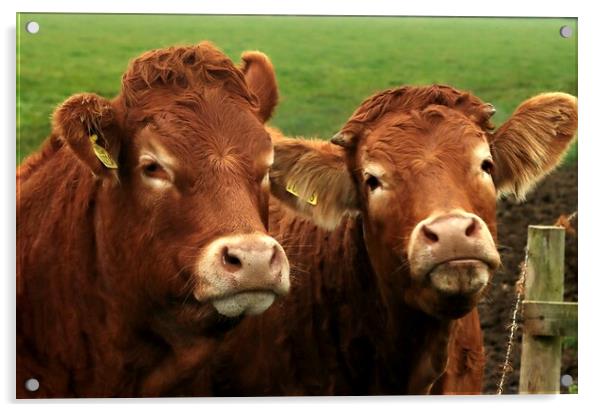 Howick Cows Northumberland  Acrylic by David Thompson