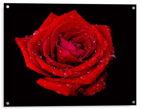 Just a Rose with raindrops  Acrylic by Karen Noble