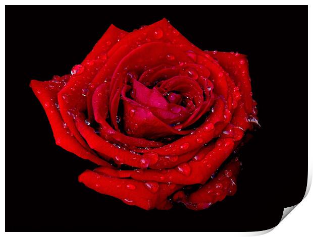 Just a Rose with raindrops  Print by Karen Noble