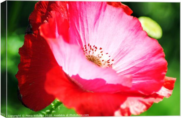 Poppy close up Canvas Print by Fiona Williams