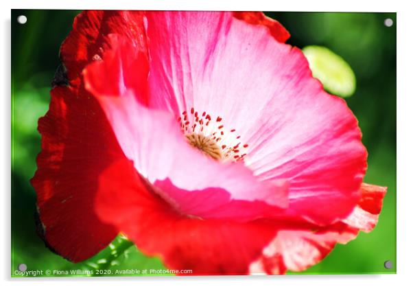 Poppy close up Acrylic by Fiona Williams