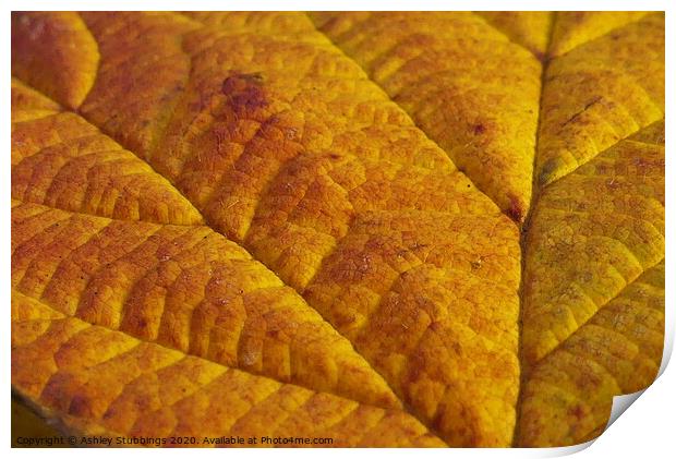Beech Leaf Macro Print by Ashley Stubbings