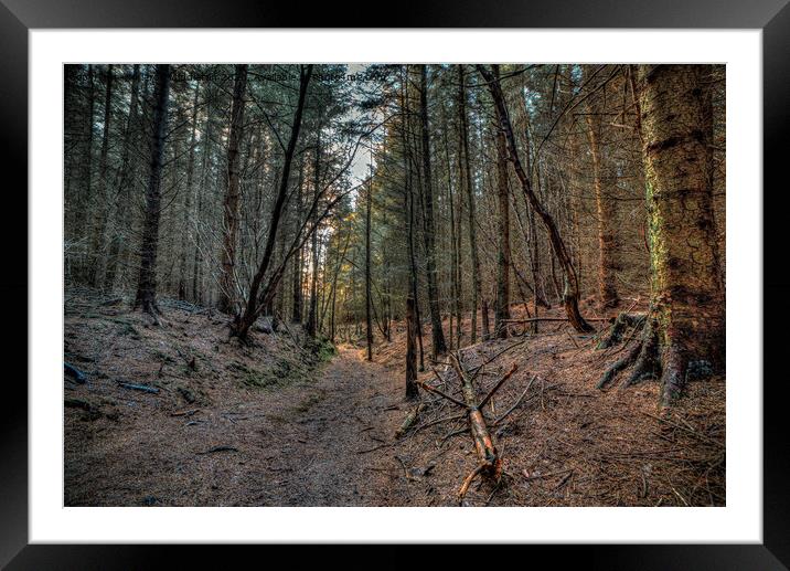 Dalby Forest Framed Mounted Print by Kieron Middleton