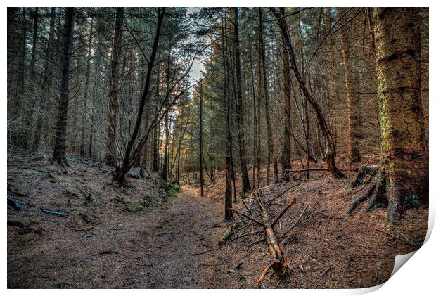Dalby Forest Print by Kieron Middleton