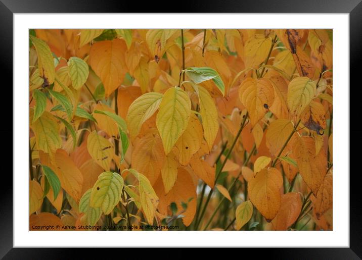Plant leaves Framed Mounted Print by Ashley Stubbings