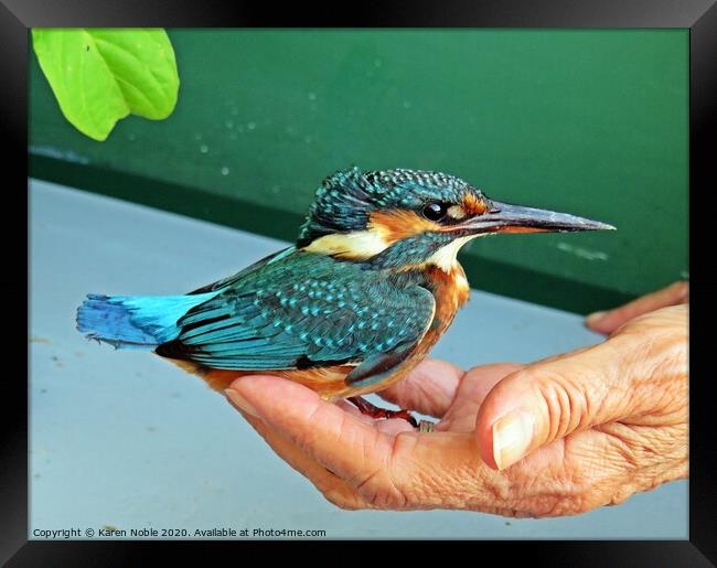 A kingfisher in The Hand of a friend after a rescu Framed Print by Karen Noble