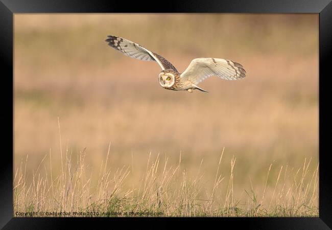 Short eared owl flying in the countryside Framed Print by GadgetGaz Photo