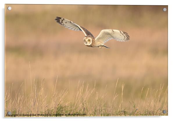 Short eared owl flying in the countryside Acrylic by GadgetGaz Photo