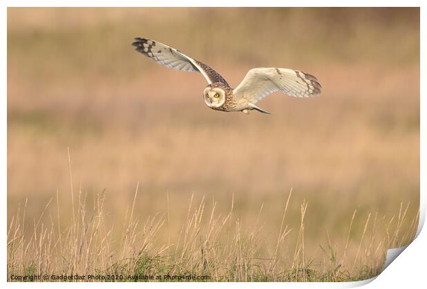 Short eared owl flying in the countryside Print by GadgetGaz Photo