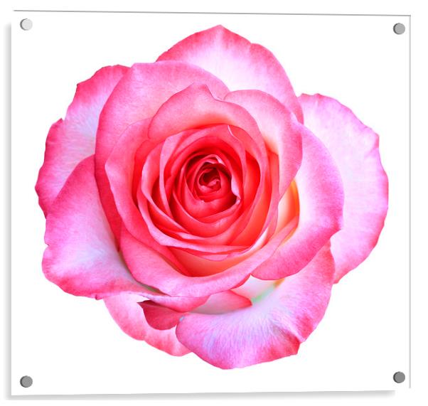 Bud of a blooming beautiful pink rose is isolated on a white background. Acrylic by Sergii Petruk