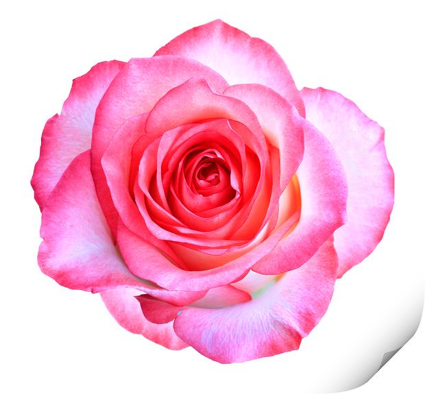 Bud of a blooming beautiful pink rose is isolated on a white background. Print by Sergii Petruk