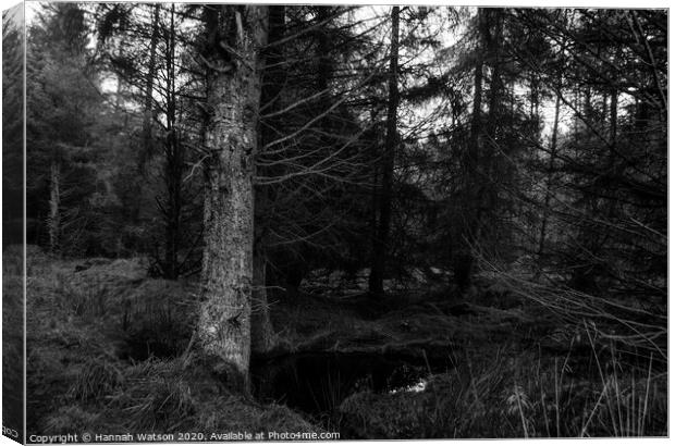Spooky Harwood Forest Canvas Print by Hannah Watson