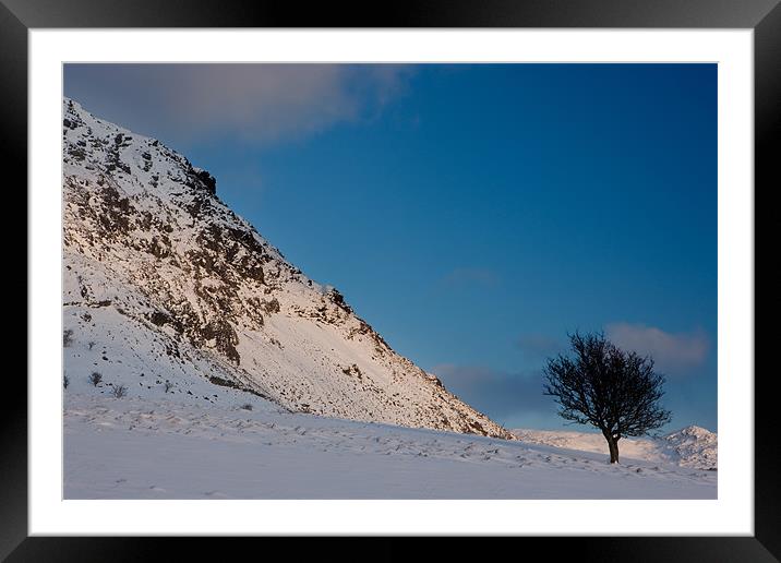 Tree at Manod Mawr Framed Mounted Print by Rory Trappe