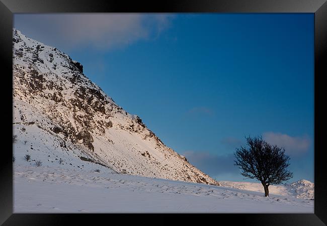 Tree at Manod Mawr Framed Print by Rory Trappe