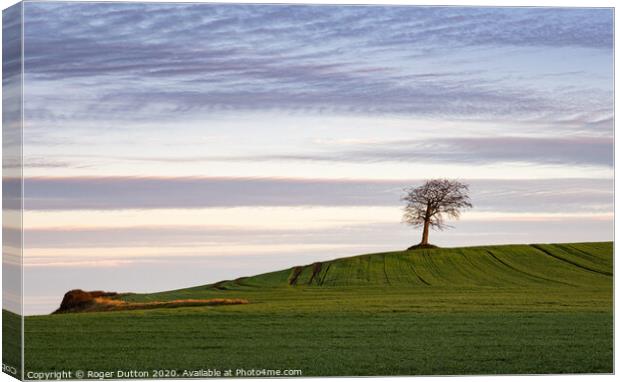 Lonely Beech on Grove Hill Canvas Print by Roger Dutton