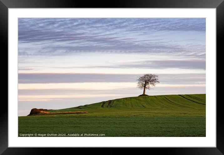 Lonely Beech on Grove Hill Framed Mounted Print by Roger Dutton