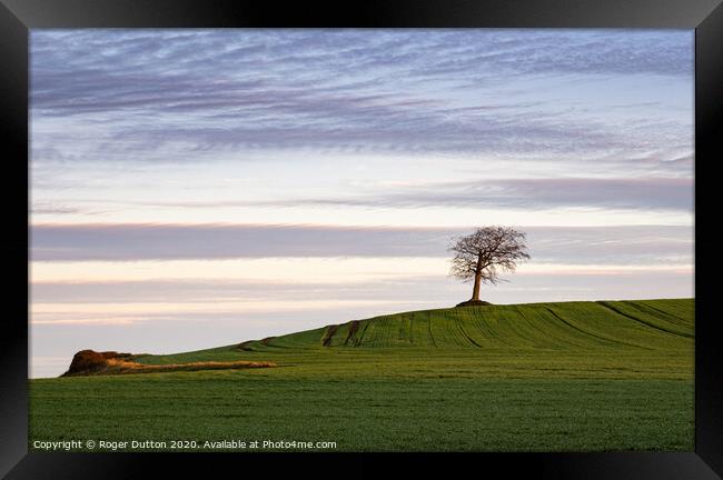 Lonely Beech on Grove Hill Framed Print by Roger Dutton