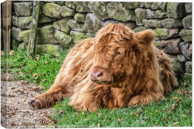 'Highland Cow's Tranquil Repose on Baslow Edge' Canvas Print by Holly Burgess